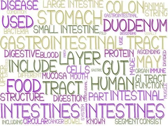 Intestines Wordcloud Skinny Tumbler: A Surprisingly Versatile Creative Asset