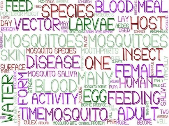 Mosquitoes Wordcloud Wallpaper: A Versatile Design Asset for Creative Professionals